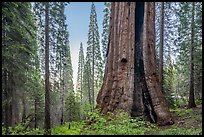 Boole Tree with fire scar, Converse Basin Grove. Giant Sequoia National Monument, Sequoia National Forest, California, USA ( color)