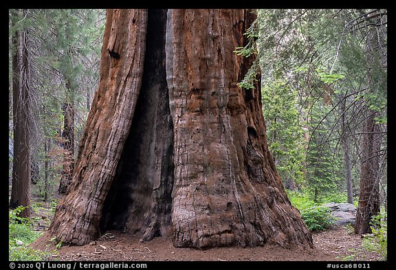 Base of Boole Tree. Giant Sequoia National Monument, Sequoia National Forest, California, USA (color)