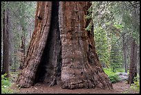 Base of Boole Tree. Giant Sequoia National Monument, Sequoia National Forest, California, USA ( color)