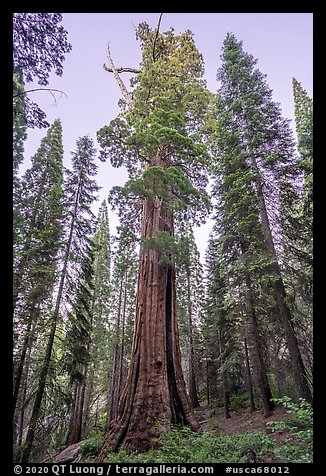 Boole Tree giant sequoia, late afternoon. Giant Sequoia National Monument, Sequoia National Forest, California, USA (color)