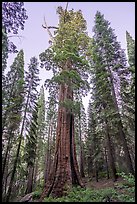 Boole Tree giant sequoia, late afternoon. Giant Sequoia National Monument, Sequoia National Forest, California, USA ( color)