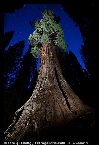 Boole Tree at night. Giant Sequoia National Monument, Sequoia National Forest, California, USA (color)