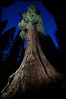 Boole Tree at night. Giant Sequoia National Monument, Sequoia National Forest, California, USA ( color)
