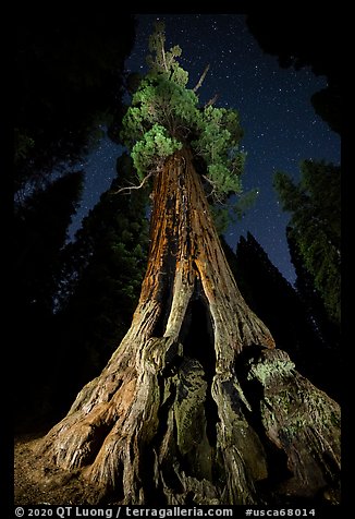 Boole Tree from the base and stars. Giant Sequoia National Monument, Sequoia National Forest, California, USA (color)