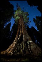 Boole Tree and starry sky. Giant Sequoia National Monument, Sequoia National Forest, California, USA ( color)