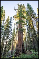 Boole Tree giant sequoia, sunrise. Giant Sequoia National Monument, Sequoia National Forest, California, USA ( color)