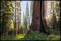 Base of Boole Tree and sun star. Giant Sequoia National Monument, Sequoia National Forest, California, USA ( color)