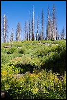 Wildflowers and burned trees, Converse Basin. Giant Sequoia National Monument, Sequoia National Forest, California, USA ( color)