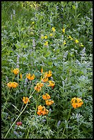 Close up of summer wildflowers. Giant Sequoia National Monument, Sequoia National Forest, California, USA ( color)