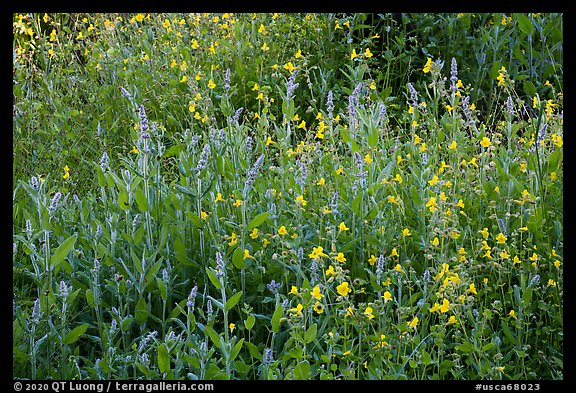 Summer wildflowers, Converse Basin. Giant Sequoia National Monument, Sequoia National Forest, California, USA (color)