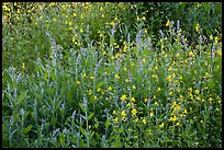 Summer wildflowers, Converse Basin. Giant Sequoia National Monument, Sequoia National Forest, California, USA ( color)