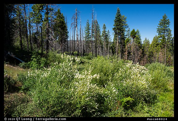 Shrub in bloom and forest, Converse Basin. Giant Sequoia National Monument, Sequoia National Forest, California, USA (color)