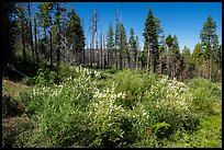 Shrub in bloom and forest, Converse Basin. Giant Sequoia National Monument, Sequoia National Forest, California, USA ( color)