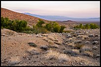 Limestone canyon with Bonanza Springs Oasis. Mojave Trails National Monument, California, USA ( color)