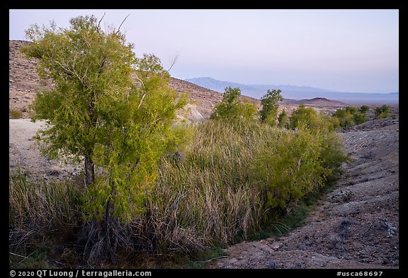 Willows and cottonwoods in Bonanza Springs. Mojave Trails National Monument, California, USA (color)