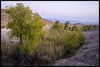 Willows and cottonwoods in Bonanza Springs. Mojave Trails National Monument, California, USA ( color)