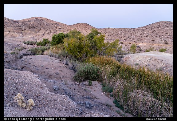 Vegetation following water in Bonanza Springs. Mojave Trails National Monument, California, USA (color)
