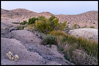 Vegetation following water in Bonanza Springs. Mojave Trails National Monument, California, USA ( color)