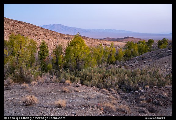 Bonanza Springs. Mojave Trails National Monument, California, USA (color)