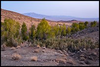 Bonanza Springs. Mojave Trails National Monument, California, USA ( color)