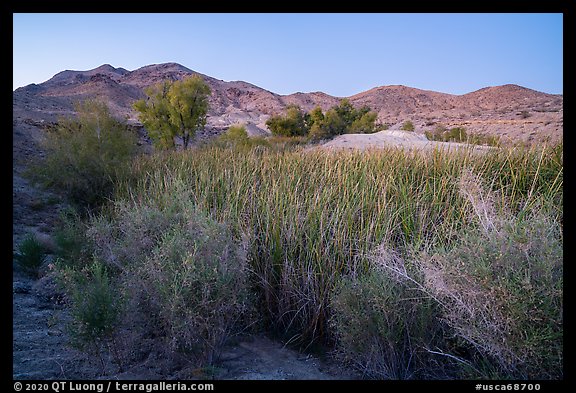 Desert riparian environment in Bonanza Springs. Mojave Trails National Monument, California, USA