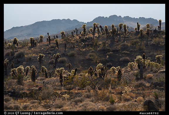 Bigelow Cholla cactus on ridge. Mojave Trails National Monument, California, USA (color)