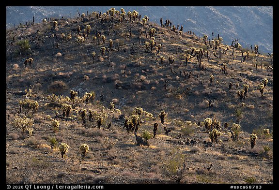 Bigelow Cholla cactus on distant slope. Mojave Trails National Monument, California, USA (color)