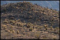 Bigelow Cholla cactus on distant slope. Mojave Trails National Monument, California, USA ( color)