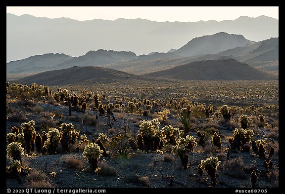 Bigelow Cholla cacti and Sacramento Mountains. Mojave Trails National Monument, California, USA