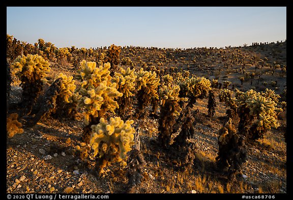 Densest California population of Bigelow Cholla cactus. Mojave Trails National Monument, California, USA (color)
