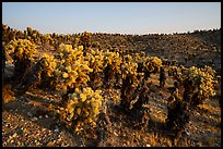 Densest California population of Bigelow Cholla cactus. Mojave Trails National Monument, California, USA ( color)