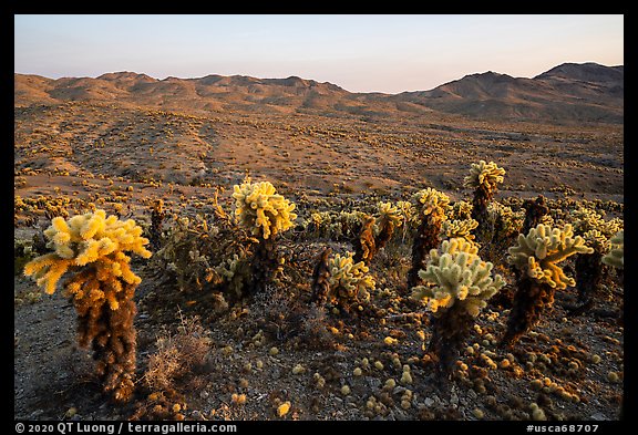 Teddy-Bear Cholla cactus above valley. Mojave Trails National Monument, California, USA (color)