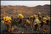 Teddy-Bear Cholla cactus above valley. Mojave Trails National Monument, California, USA ( color)