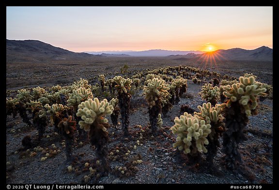 Sunset over dense stands of Bigelow Cholla cactus (Opuntia bigelovii). Mojave Trails National Monument, California, USA (color)