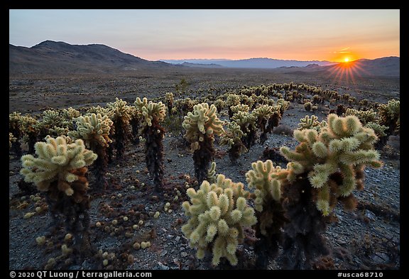 Sun setting over Bigelow Cholla Garden Wilderness. Mojave Trails National Monument, California, USA (color)