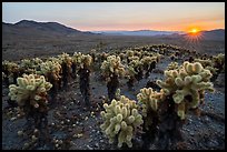 Sun setting over Bigelow Cholla Garden Wilderness. Mojave Trails National Monument, California, USA ( color)