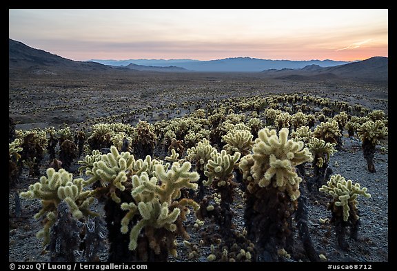 Dense stands of Teddy-Bear Cholla cactus (Opuntia bigelovii) at sunset. Mojave Trails National Monument, California, USA (color)