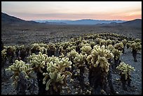 Dense stands of Teddy-Bear Cholla cactus (Opuntia bigelovii) at sunset. Mojave Trails National Monument, California, USA ( color)