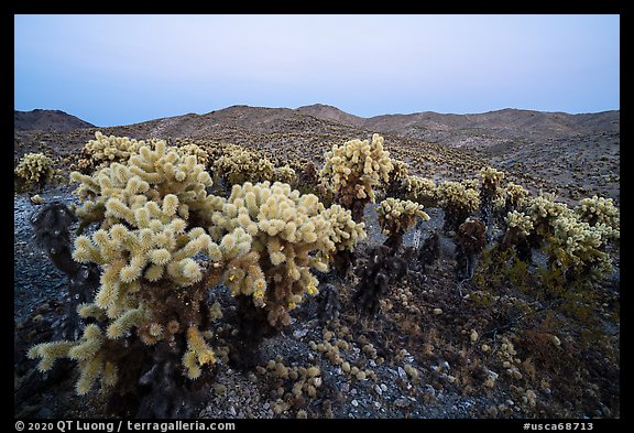 Bigelow Cholla cactus (Opuntia bigelovii) at dusk. Mojave Trails National Monument, California, USA (color)