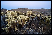 Bigelow Cholla cactus (Opuntia bigelovii) at dusk. Mojave Trails National Monument, California, USA ( color)