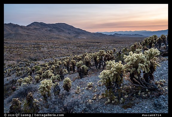 Jumping Cholla cactus (Opuntia bigelovii) and Sacramento Mountains. Mojave Trails National Monument, California, USA (color)