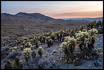 Jumping Cholla cactus (Opuntia bigelovii) and Sacramento Mountains. Mojave Trails National Monument, California, USA ( color)