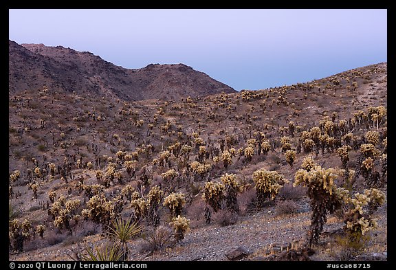 Slopes with Jumping Cholla cactus at twilight. Mojave Trails National Monument, California, USA (color)