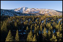 Aerial view of pine forest and Grinnel Mountain in winter. Sand to Snow National Monument, California, USA ( color)