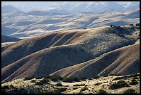 Foothills, Caliente Range. Carrizo Plain National Monument, California, USA ( color)