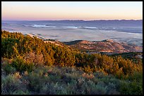 Shurbs and juniper on Caliente Ridge above plain. Carrizo Plain National Monument, California, USA ( color)