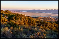 Caliente Ridge with juniper above plain at sunrise. Carrizo Plain National Monument, California, USA ( color)