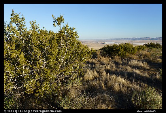 Juniper on Caliente Ridge. Carrizo Plain National Monument, California, USA (color)