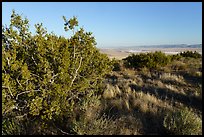 Juniper on Caliente Ridge. Carrizo Plain National Monument, California, USA ( color)