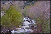 San Gabriel River flowing between newly leafed trees. San Gabriel Mountains National Monument, California, USA ( color)
